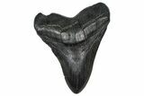 Fossil Megalodon Tooth - South Carolina #360776-1